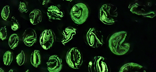 Several discs - night view